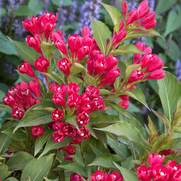 Weigela florida &#039;All Summer Red&#039; - Rózsalonc