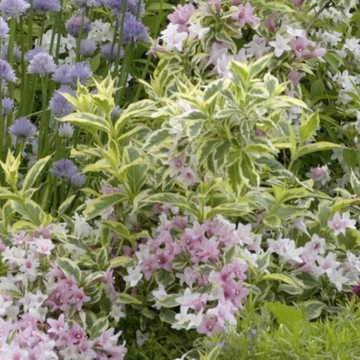 Weigela florida &#039;Nana Variegata&#039; - Rózsalonc