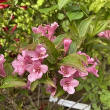 Weigela florida &#039;Pink Poppet&#039; - Rózsalonc