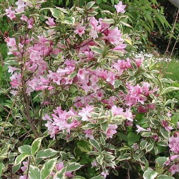 Weigela florida &#039;Variegata&#039; - Rózsalonc