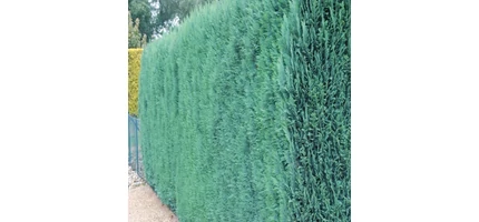 Chamaecyparis lawsoniana 'Columnaris' - Oregoni hamisciprus