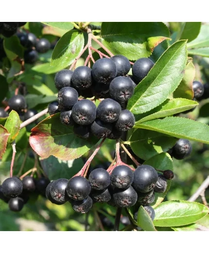 Aronia prunifolia 'Viking' - Fekete berkenye