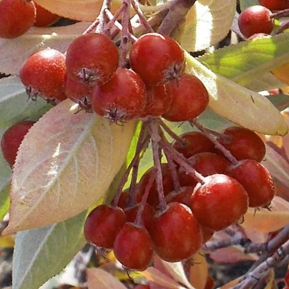 Aronia arbutifolia 'Brilliant' - Berkenye