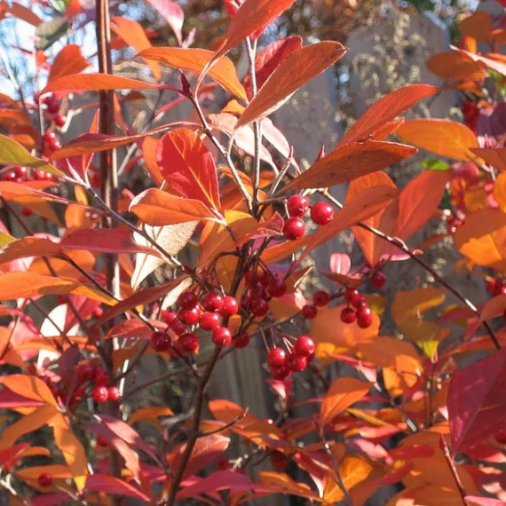 Aronia arbutifolia 'Brilliant' - Berkenye