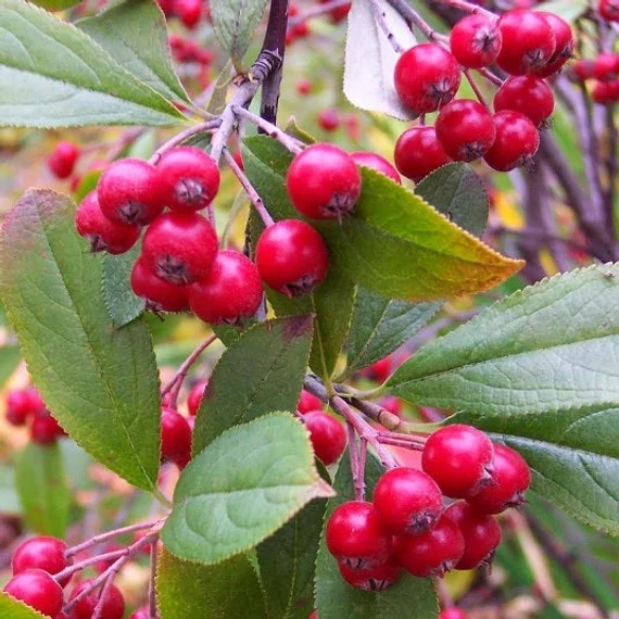 Aronia arbutifolia 'Brilliant' - Berkenye