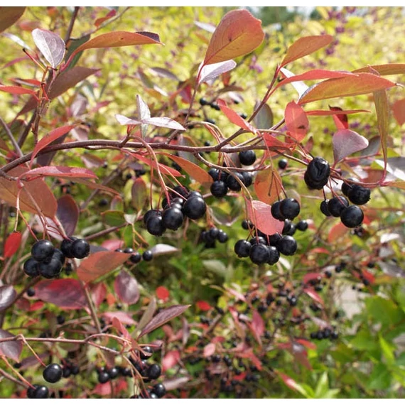 Aronia melanocarpa 'Hugin' - Fekete berkenye