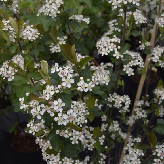Aronia melanocarpa 'Hugin' - Fekete berkenye