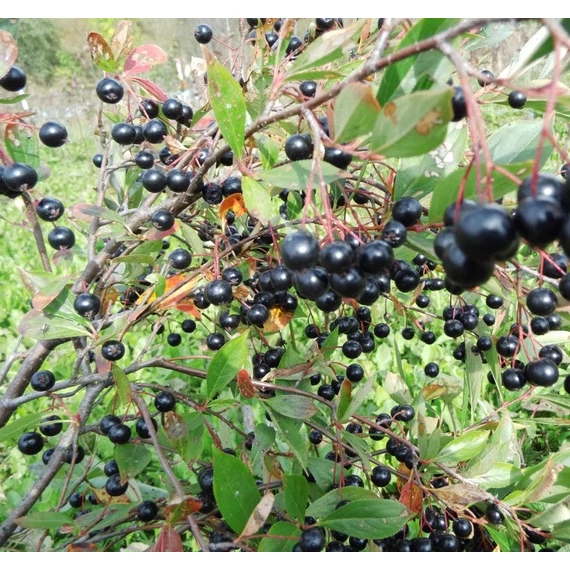 Aronia melanocarpa 'Hugin' - Fekete berkenye