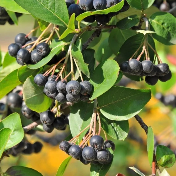 Aronia mitschurinii 'Amit' - Fekete berkenye