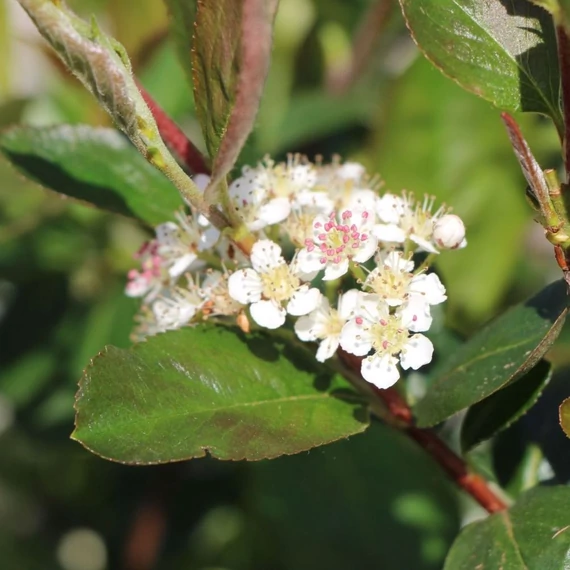 Aronia prunifolia 'Nero' - Fekete berkenye