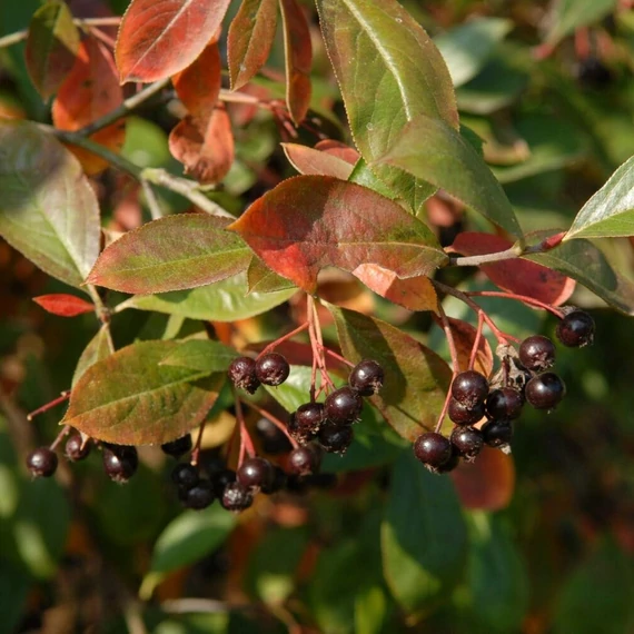 Aronia prunifolia 'Nero' - Fekete berkenye