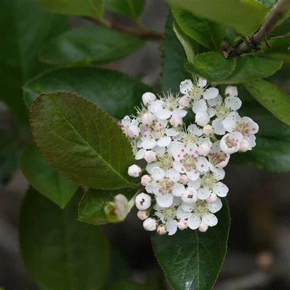 Aronia prunifolia 'Nero' - Fekete berkenye