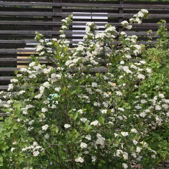 Aronia prunifolia 'Viking' - Fekete berkenye