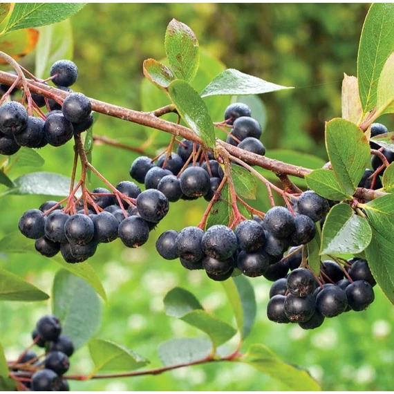 Aronia prunifolia 'Viking' - Fekete berkenye