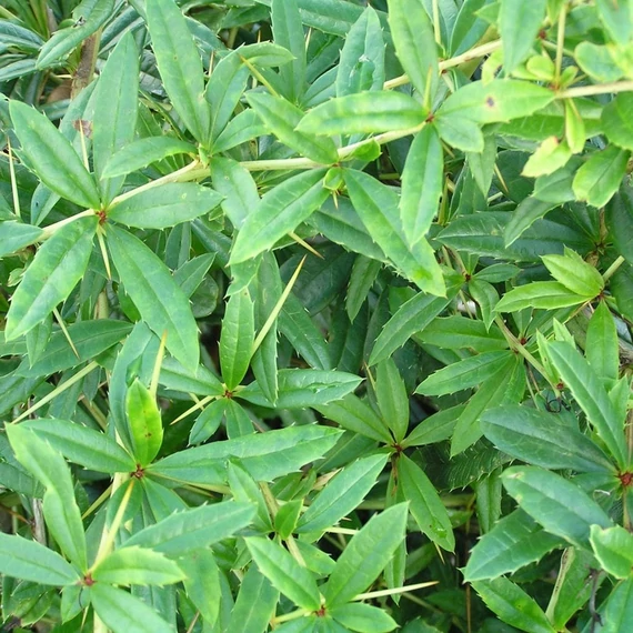 Berberis julianae – Júlia borbolya