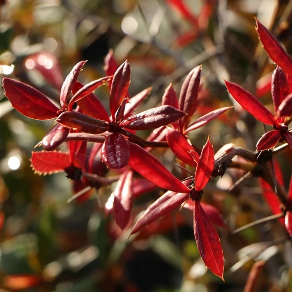 Berberis julianae – Júlia borbolya