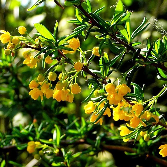 Berberis julianae – Júlia borbolya