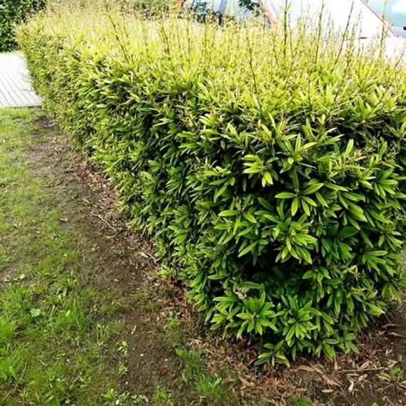 Berberis julianae – Júlia borbolya