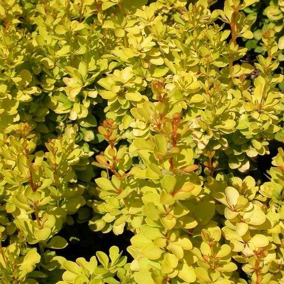 Berberis thunbergii 'Maria' – Japán borbolya