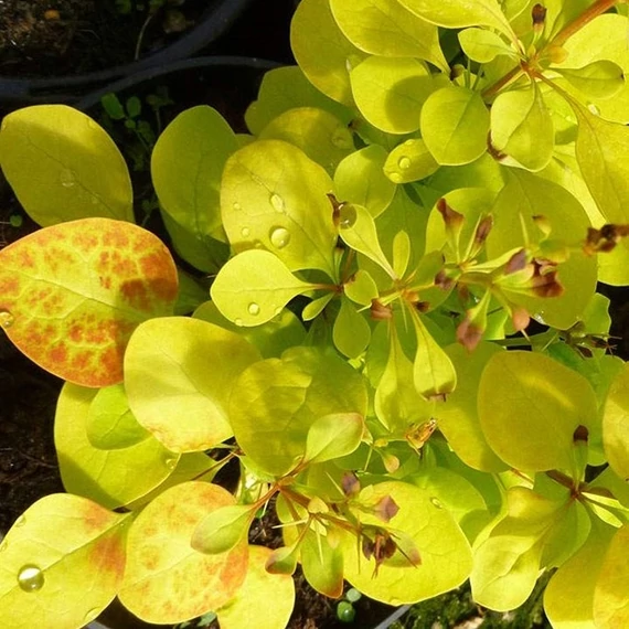 Berberis thunbergii 'Maria' – Japán borbolya