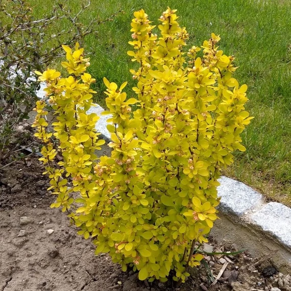 Berberis thunbergii 'Maria' – Japán borbolya