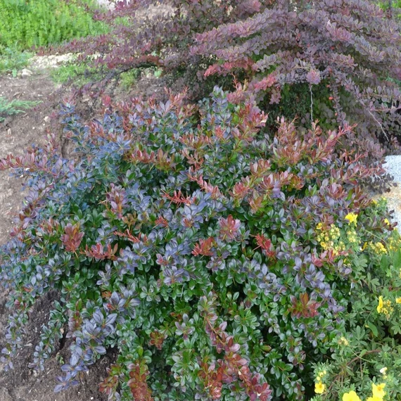 Berberis x media 'Red Jewel' – Vörös borbolya