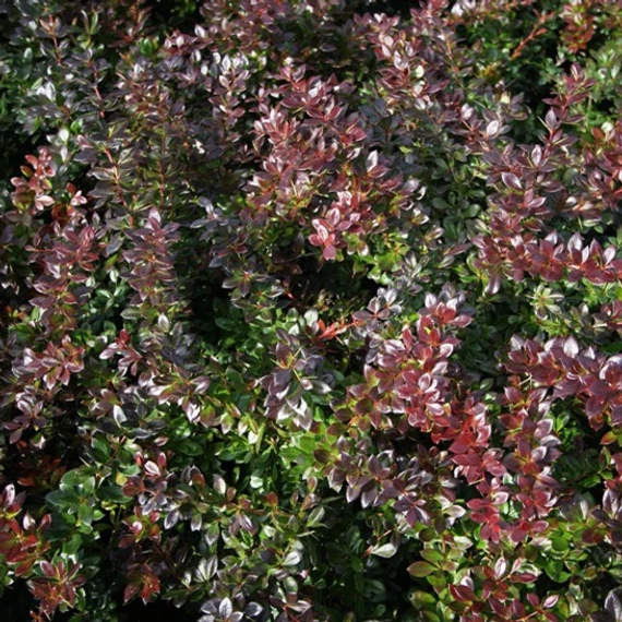 Berberis x media 'Red Jewel' – Vörös borbolya