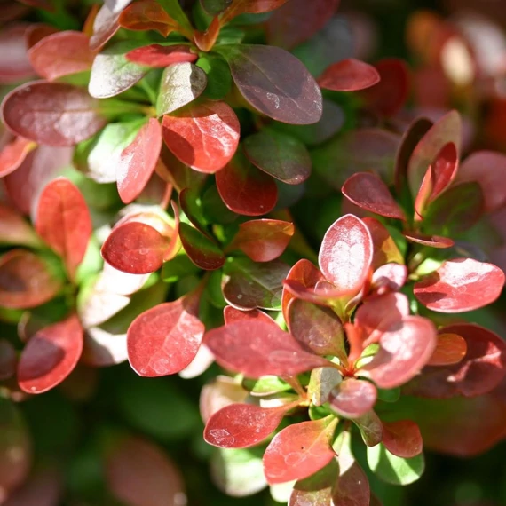 Berberis thunbergii 'Bagatelle' - Japán vérborbolya