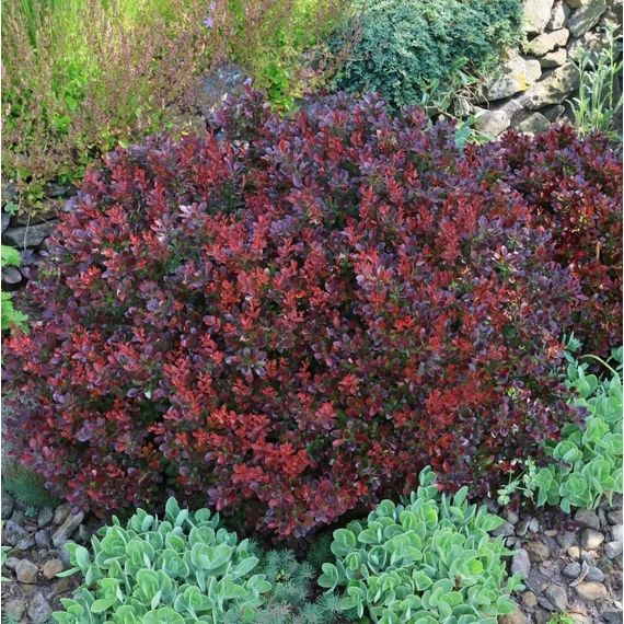 Berberis thunbergii 'Bagatelle' - Japán vérborbolya