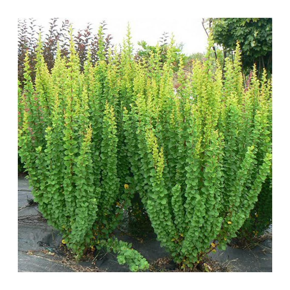 Berberis thunbergii 'Erecta' - Japán borbolya