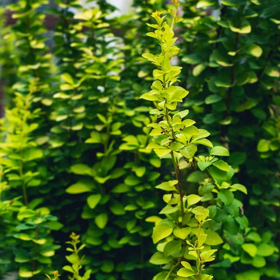 Berberis thunbergii 'Erecta' - Japán borbolya
