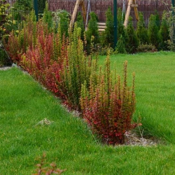 Berberis thunbergii 'Erecta' - Japán borbolya