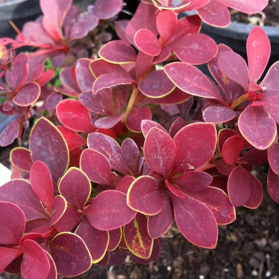 Berberis thunbergii 'Golden Ring' - Japán borbolya