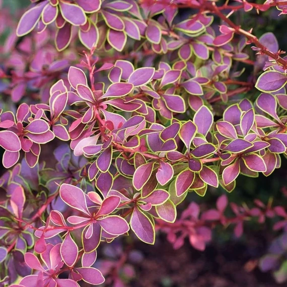 Berberis thunbergii 'Golden Ring' - Japán borbolya