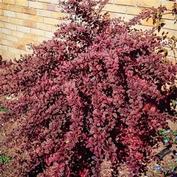 Berberis thunbergii 'Golden Ring' - Japán borbolya