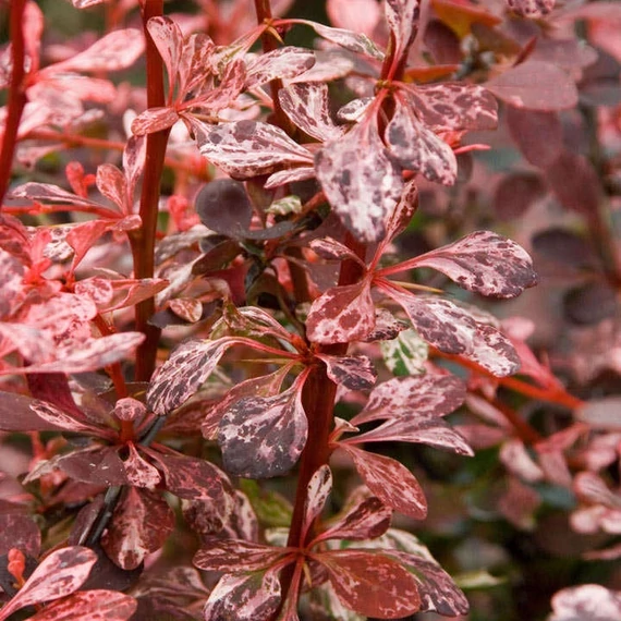 Berberis thunbergii 'Harlequin' - Japán borbolya