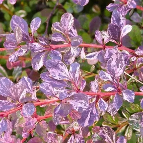 Berberis thunbergii 'Harlequin' - Japán borbolya