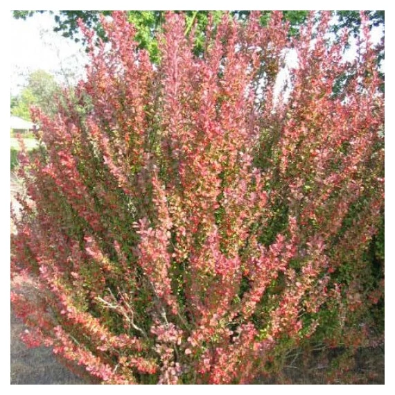 Berberis thunbergii 'Red Pillar' - Japán borbolya
