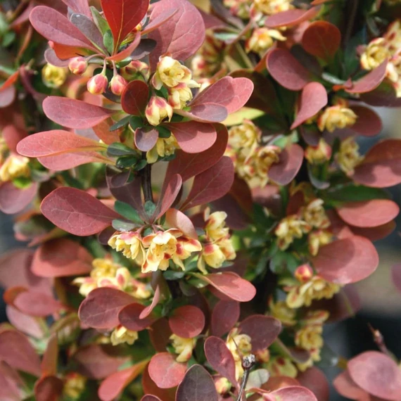 Berberis thunbergii 'Red Pillar' - Japán borbolya