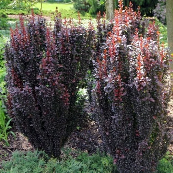 Berberis thunbergii 'Red Rocket' - Japán borbolya