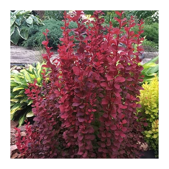 Berberis thunbergii 'Red Rocket' - Japán borbolya
