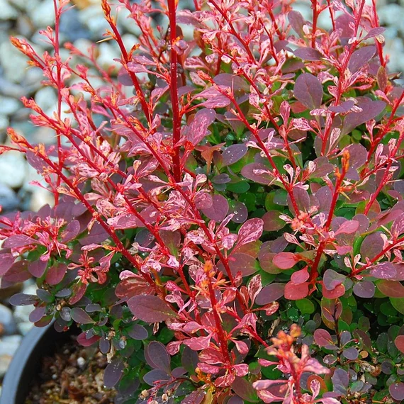 Berberis thunbergii 'Rose Glow' - Japán borbolya