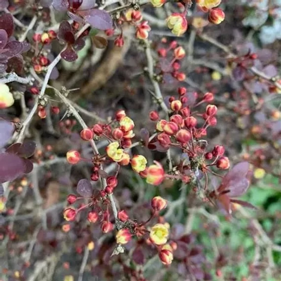 Berberis thunbergii 'Rose Glow' - Japán borbolya