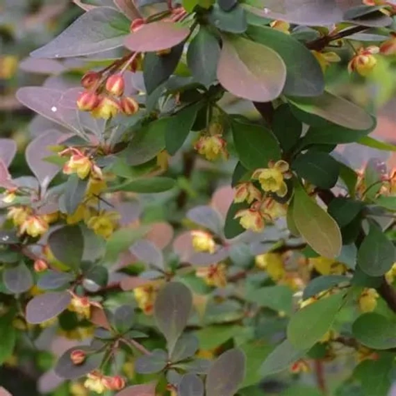 Berberis thunbergii 'Rose Glow' - Japán borbolya