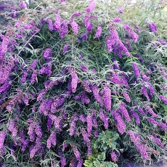 Buddleia davidii 'Orchid Beauty' – Nyáriorgona