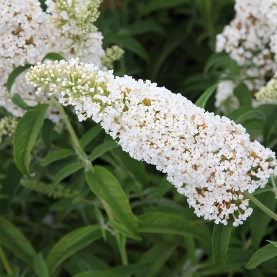 Buddleia davidii 'White Profusion' - Nyáriorgona