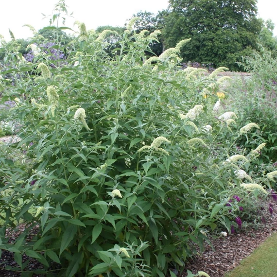Buddleia davidii 'White Profusion' - Nyáriorgona