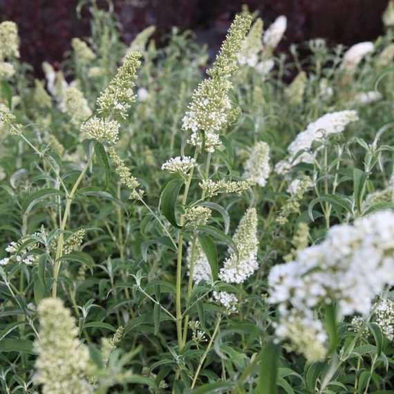 Buddleia davidii 'White Profusion' - Nyáriorgona
