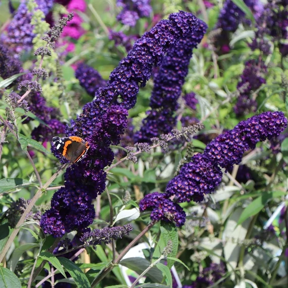 Buddleia davidii 'Black Knight' - Nyáriorgona