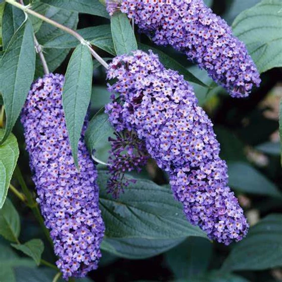 Buddleia davidii 'Nanho Blue' - Nyáriorgona